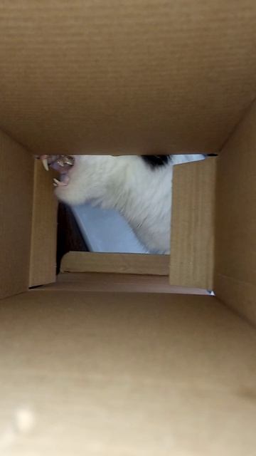 Кошка грызет коробку прикол и сует морду юмор с кошками