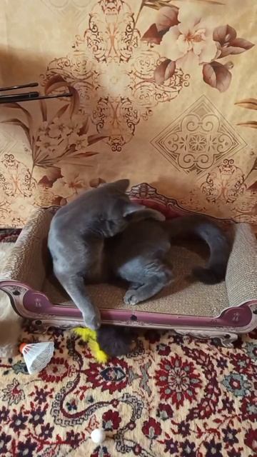 Кот Атос в окружении игрушек #shorts #котатос #коты #животные #кошачьиигрушки
