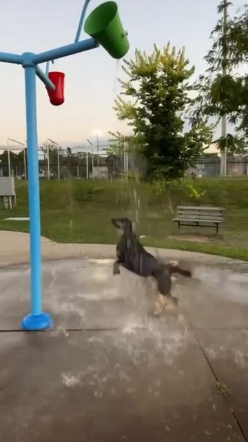 Душ для собакена 🦮❤️🥰🚿🤗