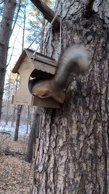 У белочки замечательный домик 🐿️💖🤗😍😉