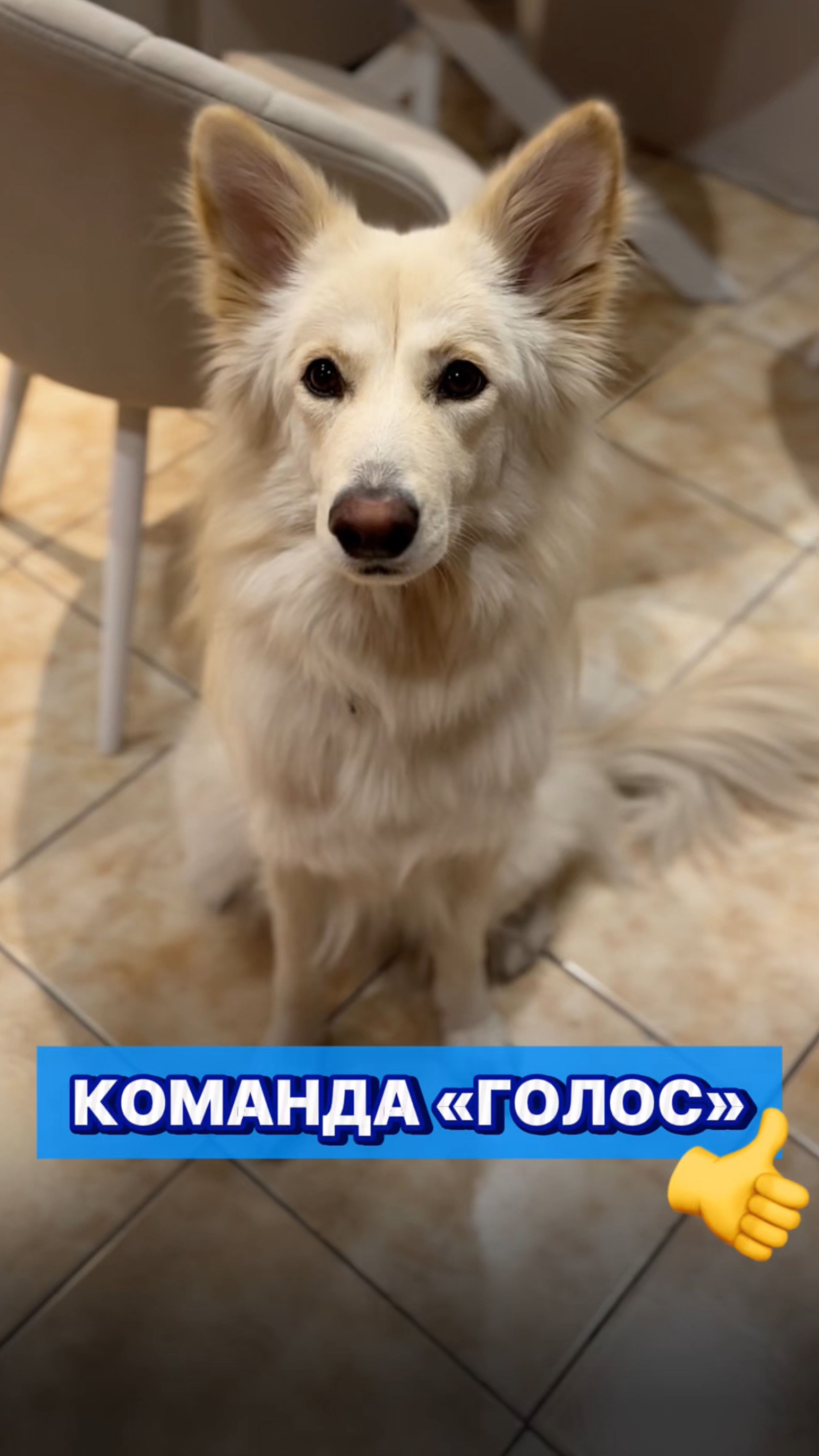За сыр Лунтя выполнит любую команду 😂🐕 #собака #команды #питомцы #домашниеживотные #собачники