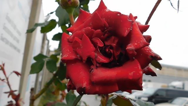 09=10=2025 ник ПВН (80)