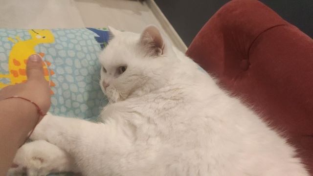 игры с котом