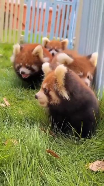 Маленькие панды 🐼 вышли на прогулку ❤️🤩😉🥰