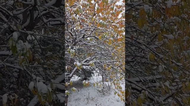С первым снегом нас! ️❄️❄️❄️