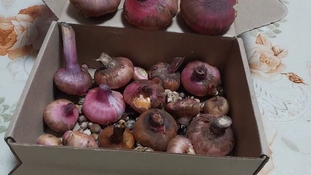 Чистила малину,  гладиолусы! Рада подаркам!🤗