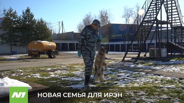 Служебная собака-пенсионер ищет новую семью. Нижневартовск