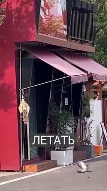 Кошки ждали этого всю жизнь