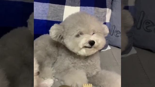То ли рычит, то ли улыбается