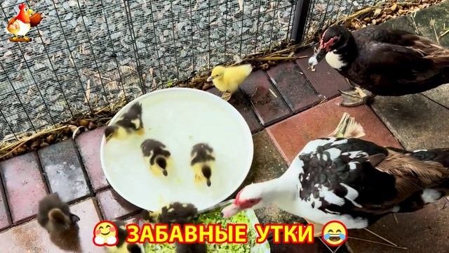 Забавные утки мускусные и пекинские на свободном выгуле со своими друзьями ч.(250) ❣️🤗😂