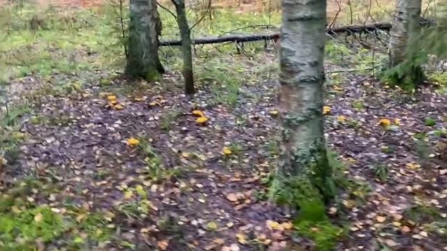 Грибочки