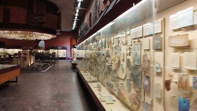 Палеонтологический музей им. Ю. Орлова в Москве. Видео шестое