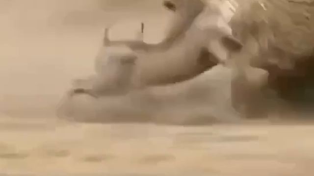Опасная схватка 🏝️🧐