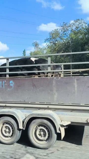 На Ленинском проспекте в Донецке замечены телочки 😎