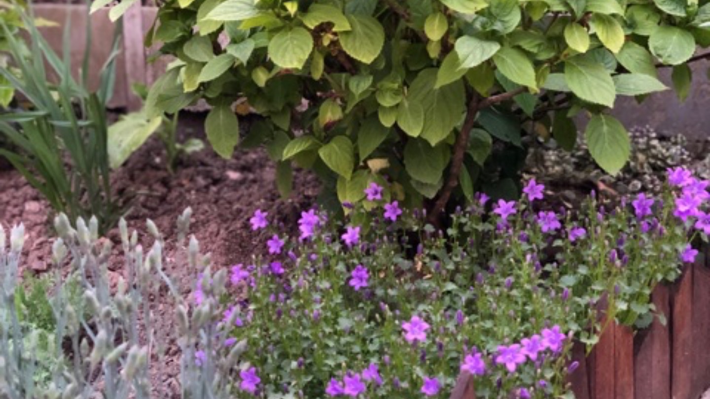 Уборка 🧹 огорода (08.10.25)