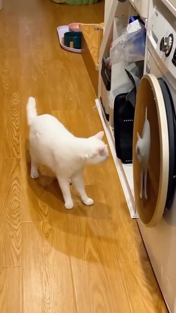Когда остался последний нерв🤗🐱