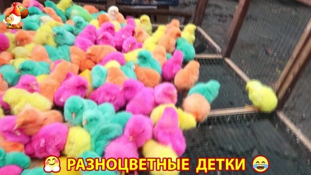 Цыплята и утята милые пушистики растут на радость хозяину (102)