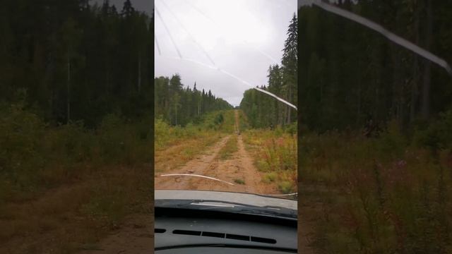 За черникой... petal_20250819_234507.mp4