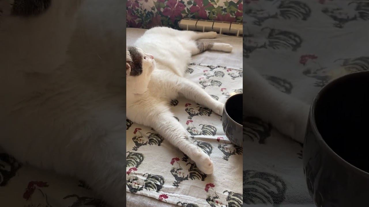 Гламур #shots #cats