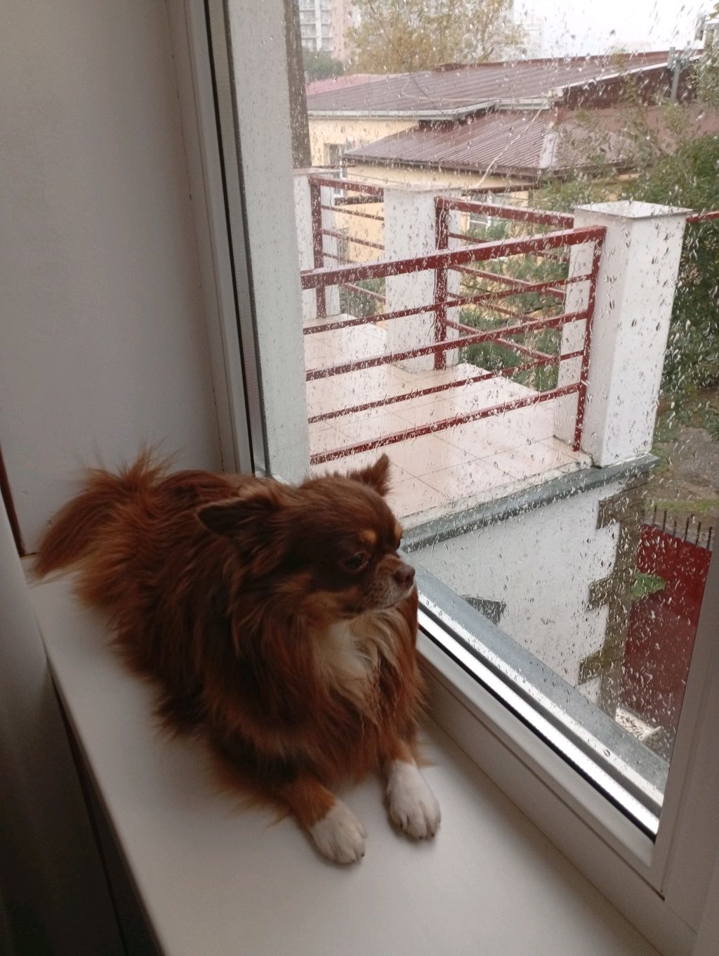 хай
