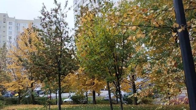 Прогулка с песней.Красные клёны.