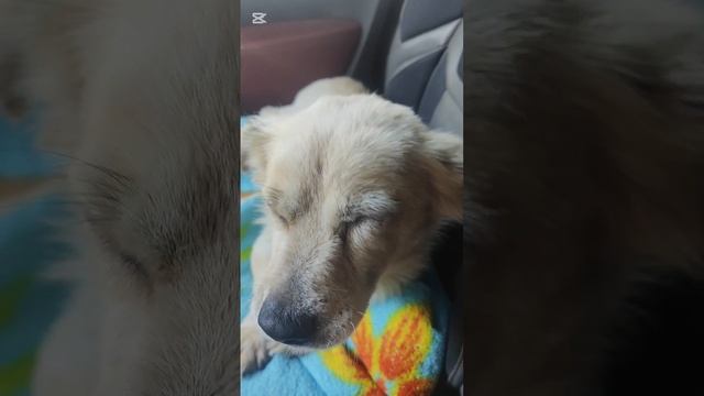 У Снежка по тестам выявили два вируса