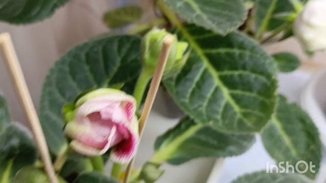 Обзор на мои глоксинии сейчас, это была третья пикировка теперь будем ждать бутончики 🙏😍