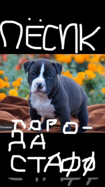 Пёсик 🐶