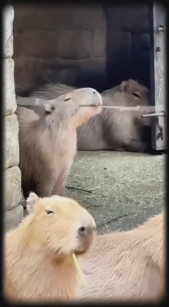 Это увлекательный был аттракцион!