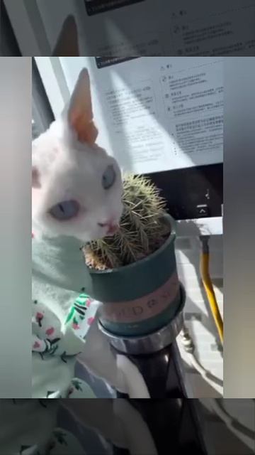 YouCut_20251010_200353602.mp4