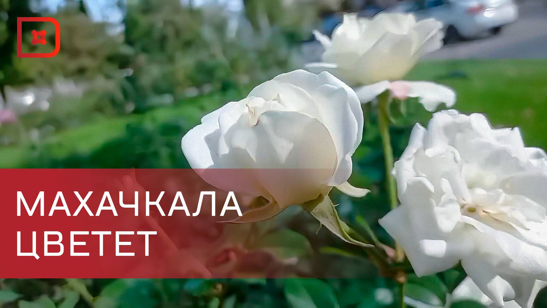 Около четырёхсот новых растений высадили на городских клумбах Махачкалы