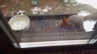 пятница в вольном диком зоопарке