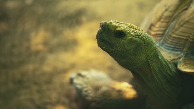 Дискавери: исследуем мир животных! Dolby Vision™ с разрешением 16K HDR