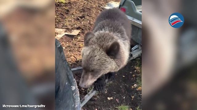 «Нельзя, ты уже ел»: камчатский медведь проявил необычное поведение