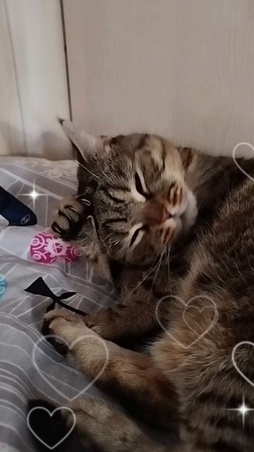 кошка