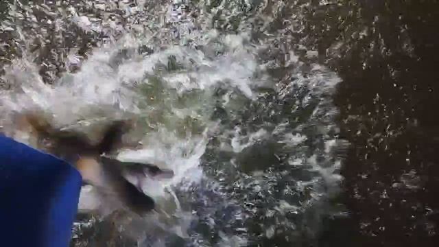 1000037194.mp4