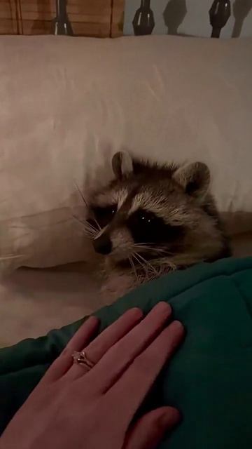 351