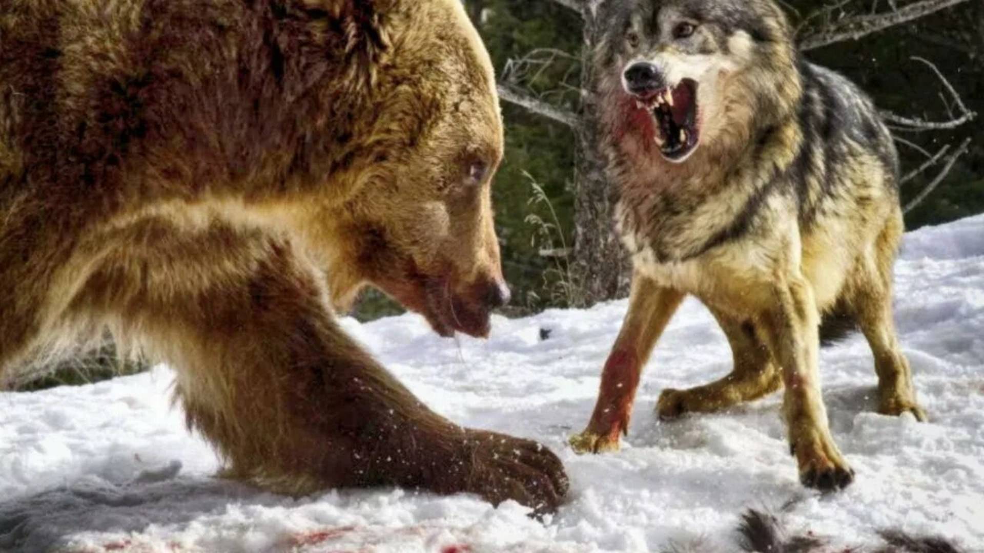 Яростная схватка храброго пса и стаи диких медведей! 😱😳