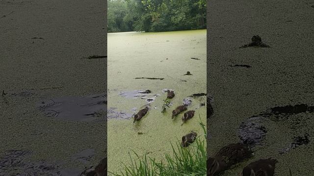 Утята. Кормить их нужно зерном (напр, перловка)  Булкой нельзя категорически!!! #кошка, #котята