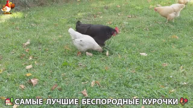 Цыплята и Курочки селяночки лучшие беспородные несушки 🥚 (350)