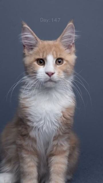 Наш TG Https://t.me/liveofcats