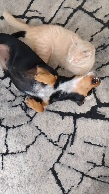 1000018026.mp4