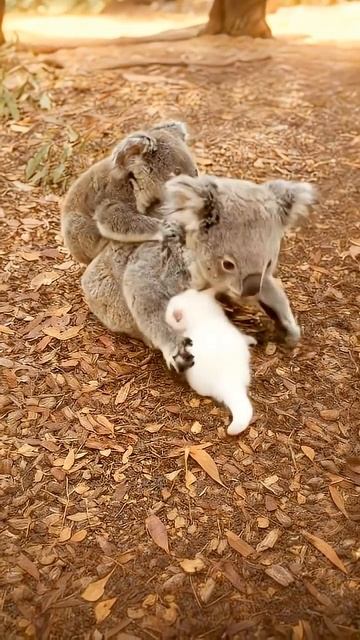 Смешные животные