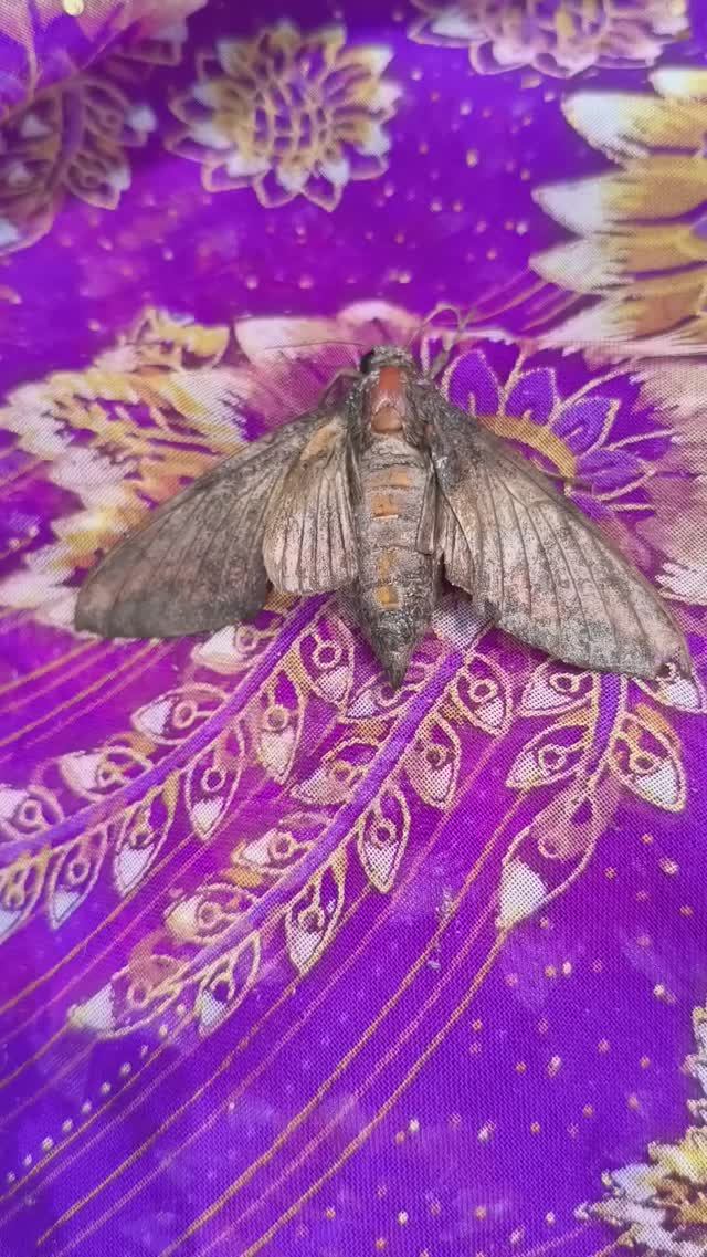 Вьетнам. Спасаем Бабочку из моря пляж Нячанг за 72 тысячи рублей с перелетом.@tutsi-dieti