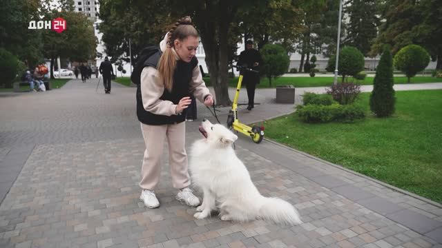 Закон и хвостатые