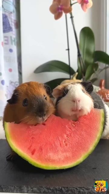 Клип @meowtaverse