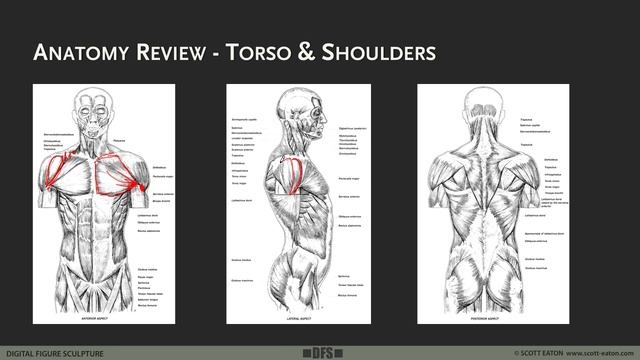1. Anatomy Review