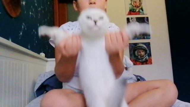 вечеринка котика