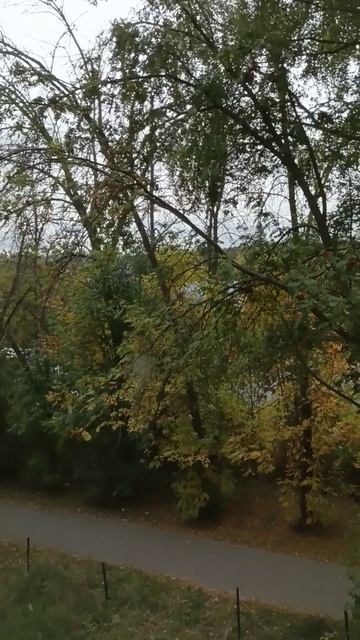 Котик умывается
