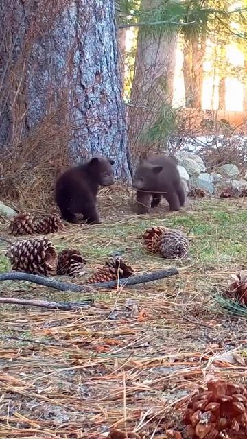 Беззаботные медвежата 🐻😘🤩😍❤️
